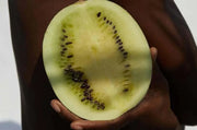 Kalahari Mokate Wild Watermelon from South Africa